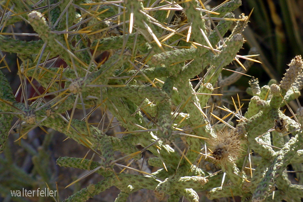 Pencil cholla cactus, Mojave Desert cactus