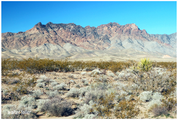 Providence Mountains in the Mojave Desert><BR>

<BR>
Like the New York Mountains to the north, the first discoveries made in the Providence Mountains were for silver. These discoveries, made in 1863, transformed the Macedonia Canyon area into the mining camp of Providence City. In 1880 another significant silver discovery was made at the 

Bonanza King. With 

the decline in silver prices, however, attention was turned toward gold, and the Hidden Hill, Gold Valley and Out West mining camps sprang up. During World War II, the immense iron deposits in Foshay Pass were mined, and silver, gold and copper mining has occurred at various places in the range during this century.

</p>

</td>
<td valign=top width=