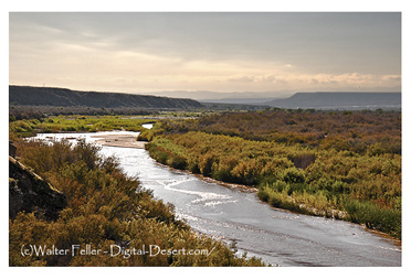 Virgin River at Littlefield, Az