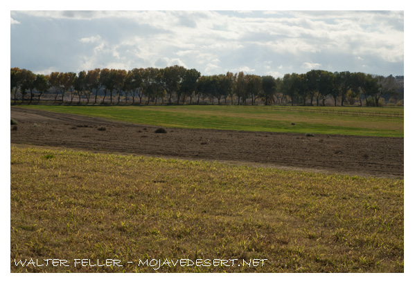 Oro Grande alfalfa field along the Mojave River near Lane's crossing