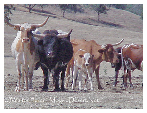 Photo of cattle