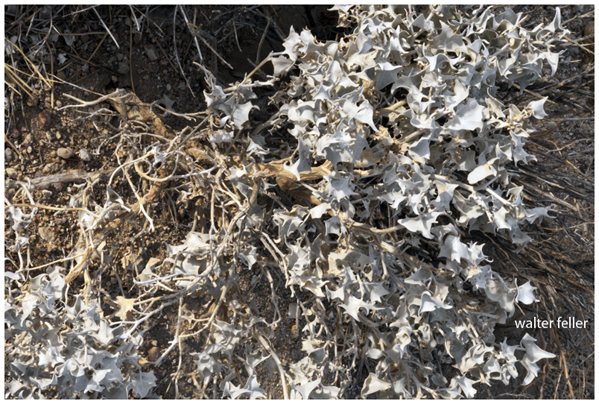 desert holly, desert shrub