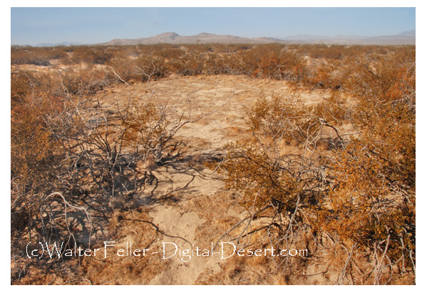 King Clone creosote ring