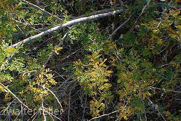 Cat claw acacia bush