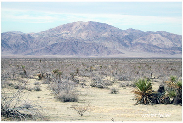Photo of Turkey Flats and Pinto Mountain in Joshua Tree National Park
