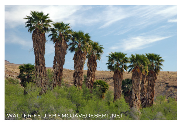 Ibex Springs palm oasis in Death Valley