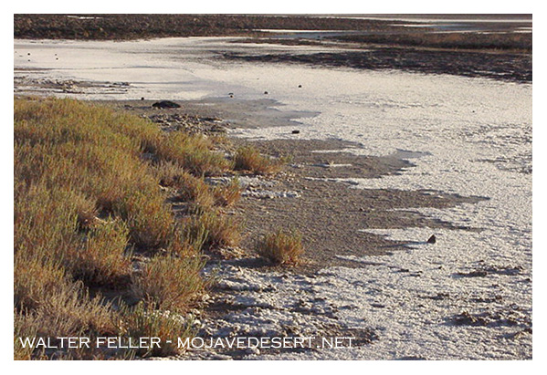 alkali-sink vegetation