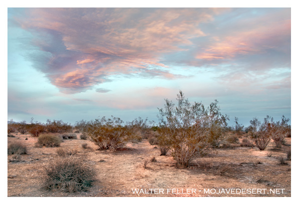 Creosote bush scrub vegetation