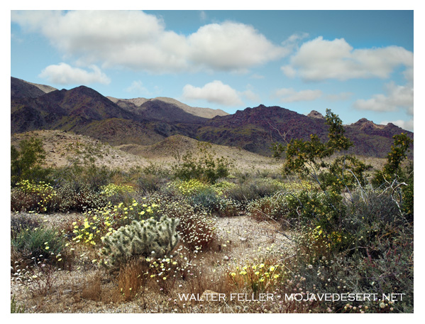 wildflowers in Joshua Tree National Park