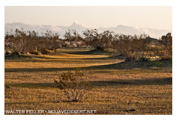 light sweeping over creosote