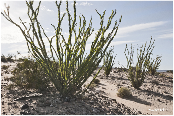 Occotillo, Needles, Ca.