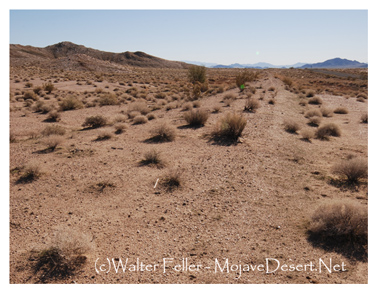 Photo of Tonopah and Tidewater railroad bed at Silver Lake north of Baker, California