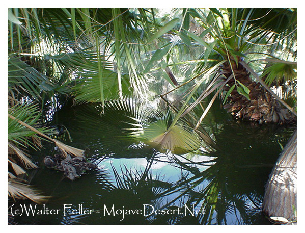 spring at Oasis of Mara