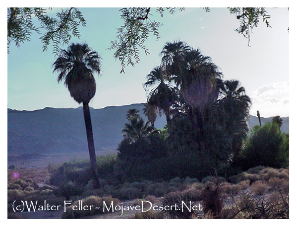 Oasis of Mara, Joshua Tree National Park