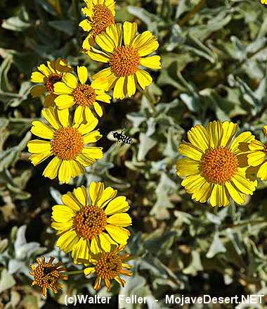 wildflower, bigelow coreopsis