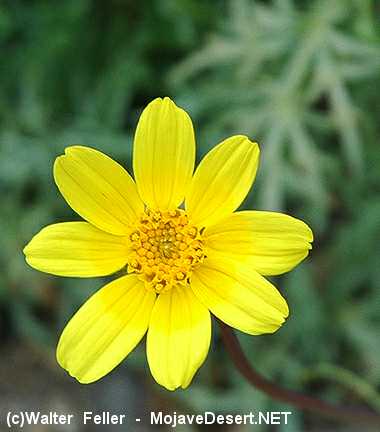 wildflower, bigelow coreopsis